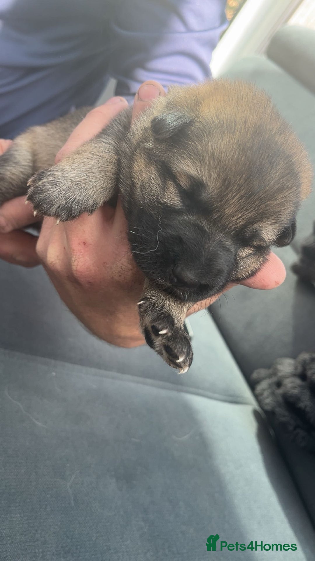 German Shepherd dogs for sale: Beautiful German shepherd girls  - Image 1