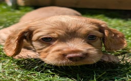 Cocker Spaniel dogs for sale: KC Registered Cocker Spaniel Puppies in Canterbury - Image 4