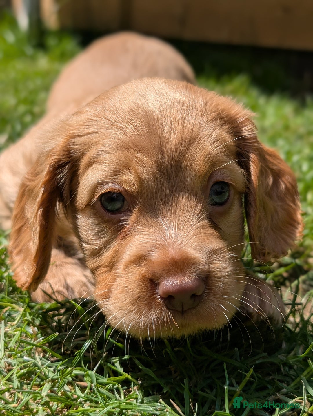 Cocker Spaniel dogs for sale: KC Registered Cocker Spaniel Puppies in Canterbury - Image 4
