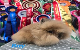 Lionhead rabbits for sale: Purebred Lionhead babies available  - Image 1