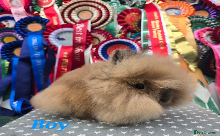 Lionhead rabbits - Advert 2
