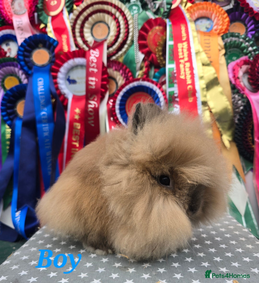 Lionhead rabbits for sale: Purebred Lionhead babies available  - Image 1