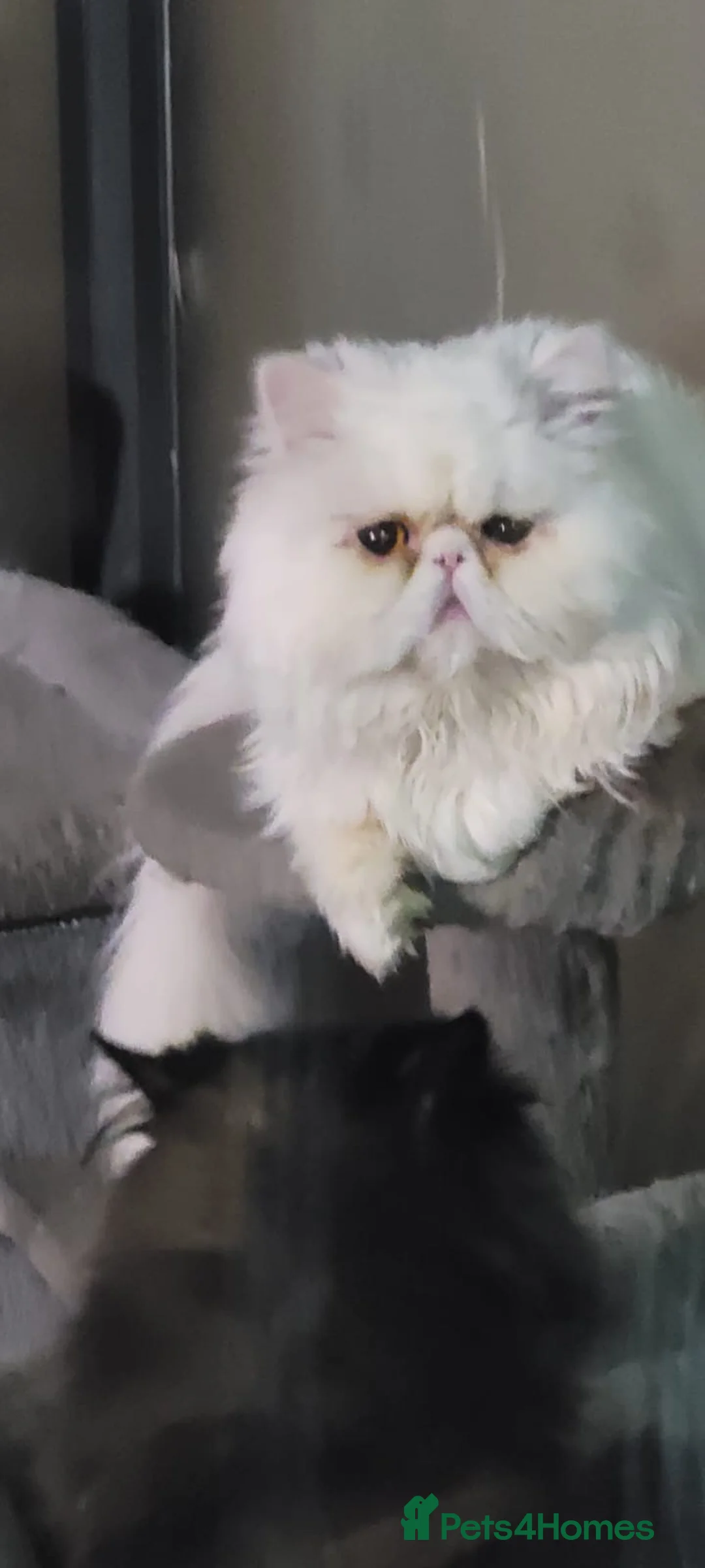 Persian cats for sale: Greek male Teo  - Advert 6