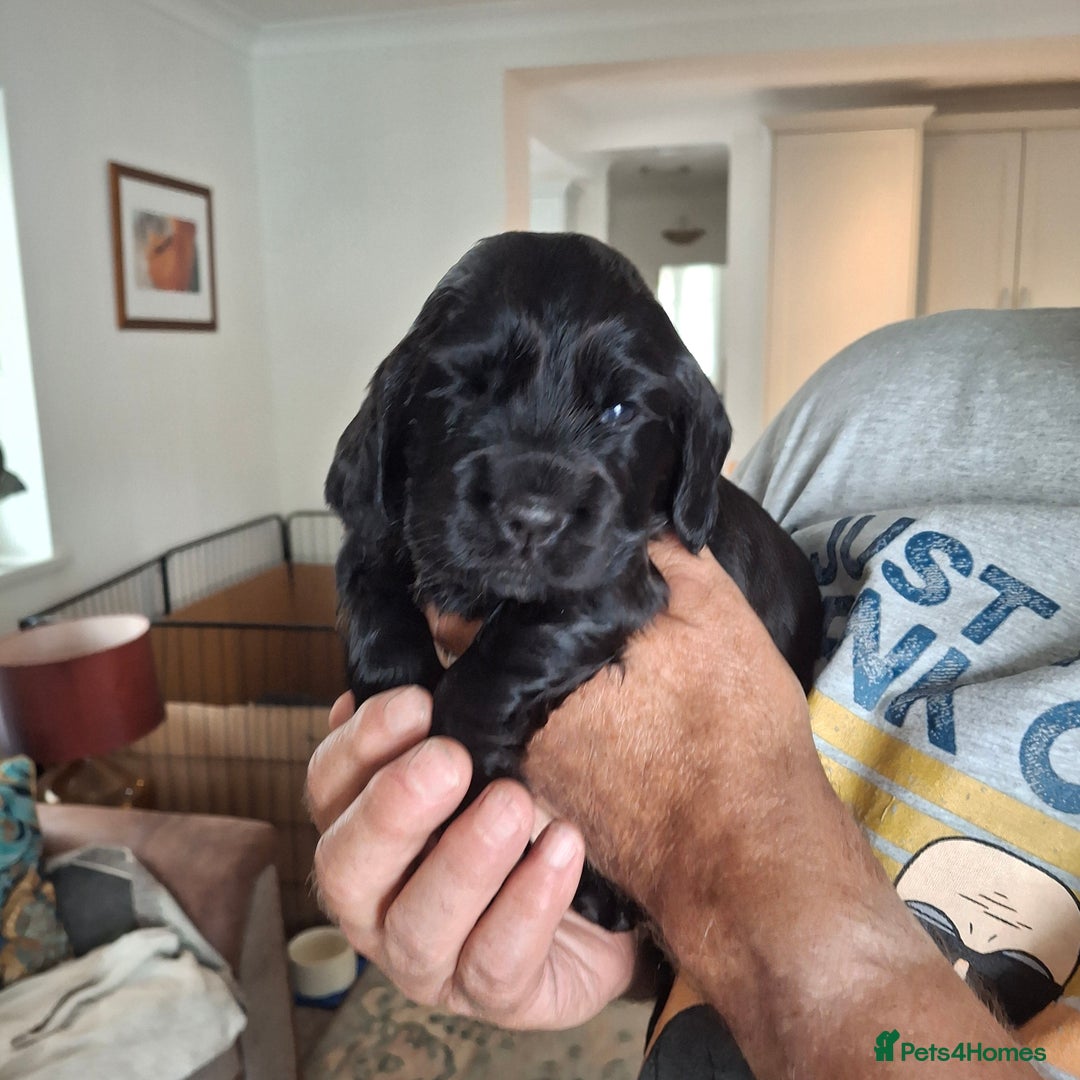 Mixed Breed dogs for sale:  Rare Little Glossy Chunks of Spaniel - Image 6