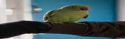 Ringnecks birds for sale: ​🦜 Active Ringneck Parrot For Sale - Advert 6