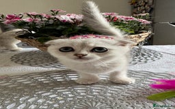 Scottish Fold cats for sale: 2 Scottish Girls  - Image 5