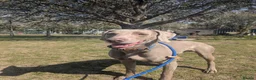 Weimaraner dogs for stud: kc reg - 100% proved exceptional weimaramer stud - Advert 3