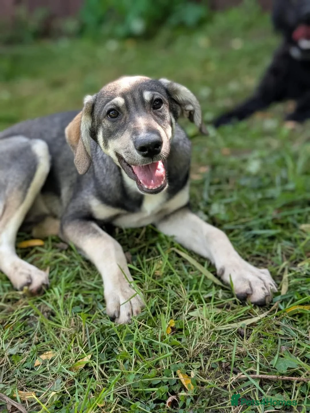 Mixed Breed dogs for sale: Beautiful Shuri - Advert 1