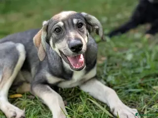 Mixed Breed dogs Beautiful Shuri - Advert 1