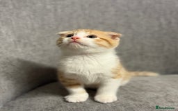 Mixed Breed cats for sale: Scottish fold mix ready to go from today. - Image 3