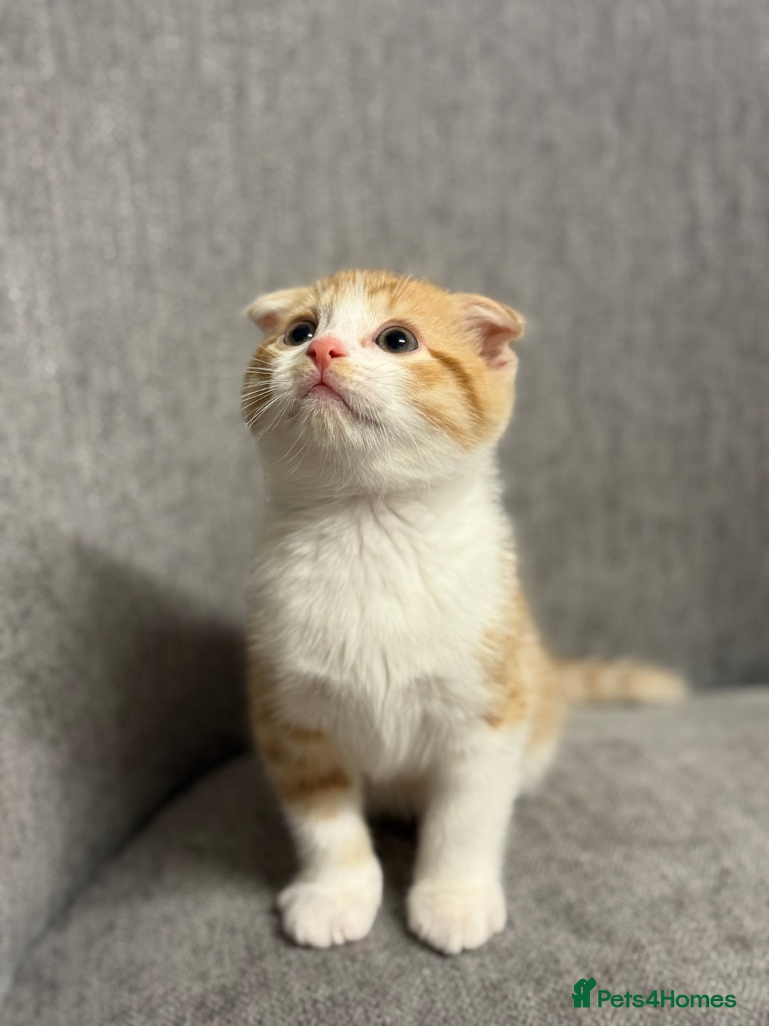Mixed Breed cats for sale: Scottish fold mix ready to go from today. - Image 3