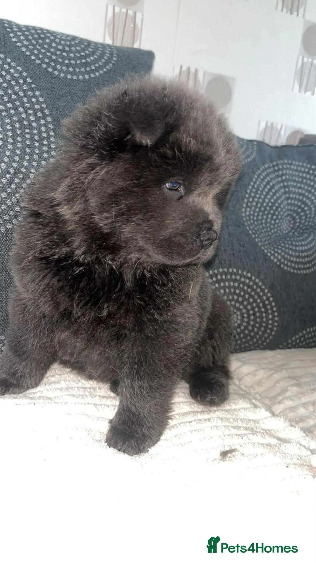 Chow Chow dogs for sale: Blue chow chow rare DNA - Advert 2