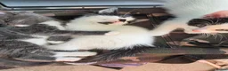 Brazilian Shorthair cats for sale: 4 georgous kittens looking for their forever home - Advert 7