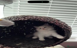 Ragdoll cats for sale: Extremely cuddly Ragdoll kittens! - Image 11