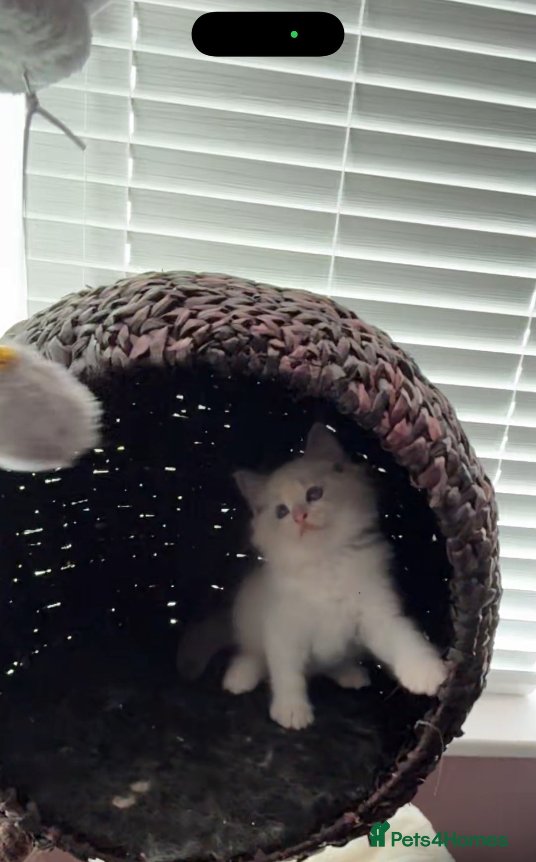 Ragdoll cats for sale: Extremely cuddly Ragdoll kittens! - Image 11