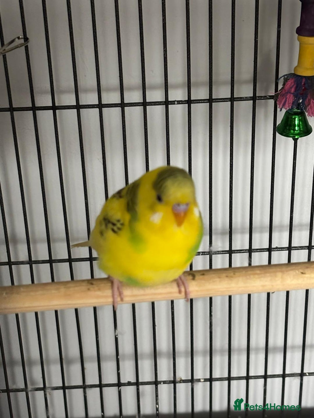 Budgerigars birds for sale: Budgies and cockatiel for sale - Image 8