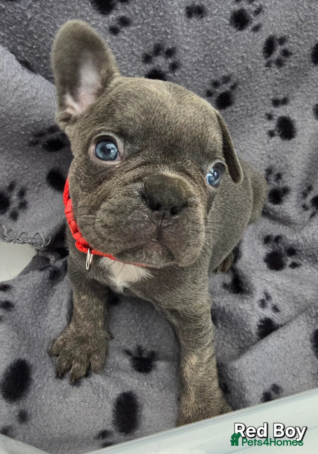 French Bulldog dogs for sale: Stunning Blue French Bulldog Puppies - Advert 8