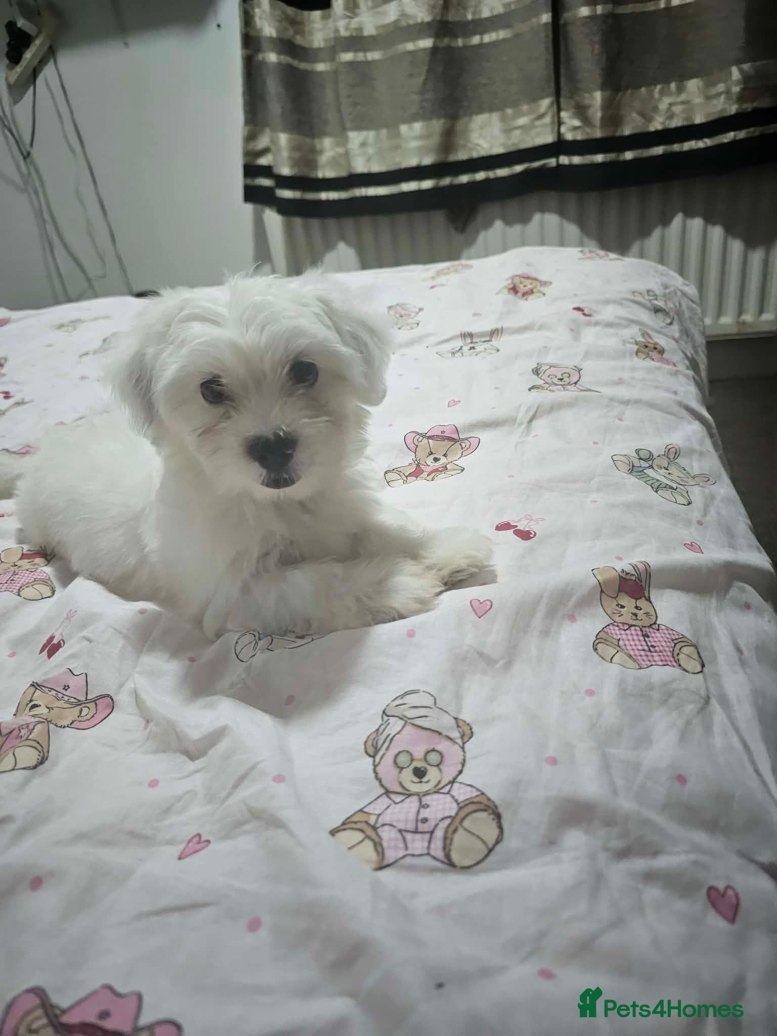 Bichon Frise dogs for sale  - Advert 13