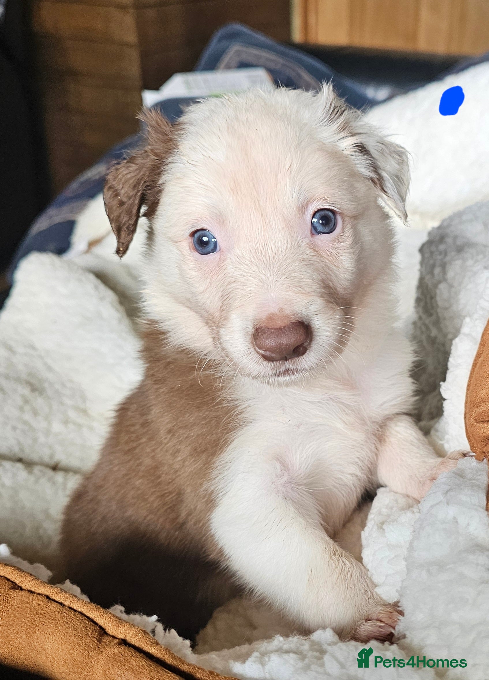 Border Collie dogs Red Merle and Red/white border collie pups - Advert 2