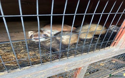 Ferret rodents for sale: Polecat and Sandy Ferrets hobs  - Image 4