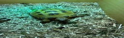 Tortoise reptiles for sale: 2 x Horsefield tortoises for sale £100 each in Wickford - Advert 4