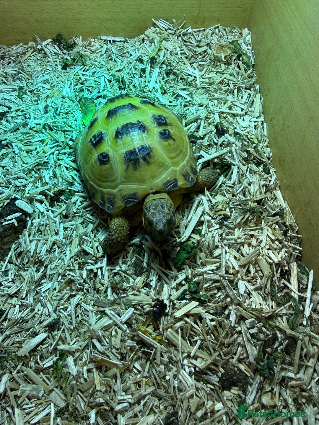 Tortoise reptiles for sale: 2 x Horsefield tortoises for sale £100 each in Wickford - Advert 4