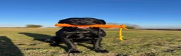 Labrador Retriever dogs for stud: Black Labrador Gun dog STUD- FernSpring River.  - Advert 3
