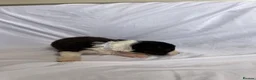 Australian Shepherd dogs for sale: Australia shepherd kc puppies 4 girls  - Advert 37