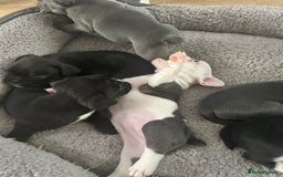 Mixed Breed dogs for sale: American French bulldog  - Image 12