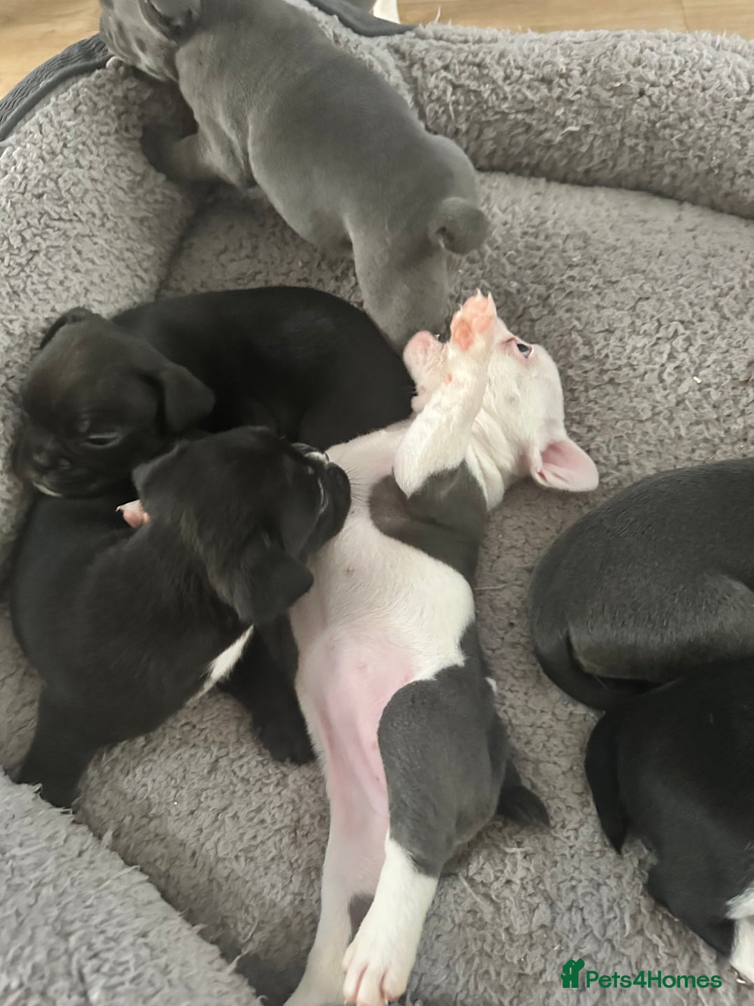 Mixed Breed dogs for sale: American French bulldog  - Image 12