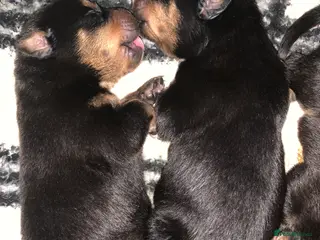 Mixed Breed dogs Rottweiler x American bull staffie - Advert 7