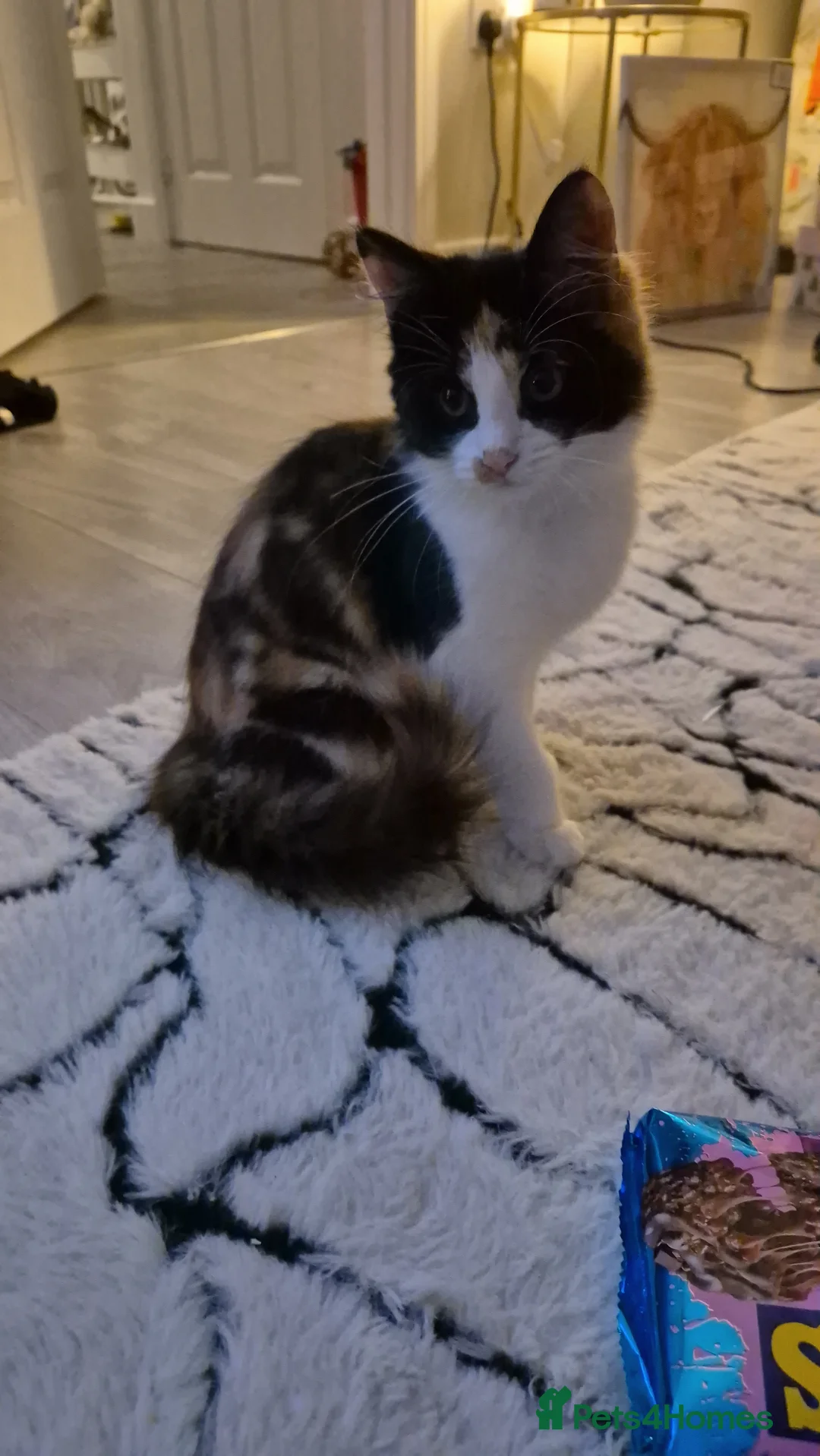 Turkish Angora cats for sale: Turkish Angora cat - Advert 3