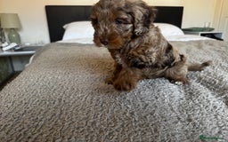Cockapoo dogs for sale: Adorable F2 Cockapoo Puppies, Ready 12 Oct - Image 25