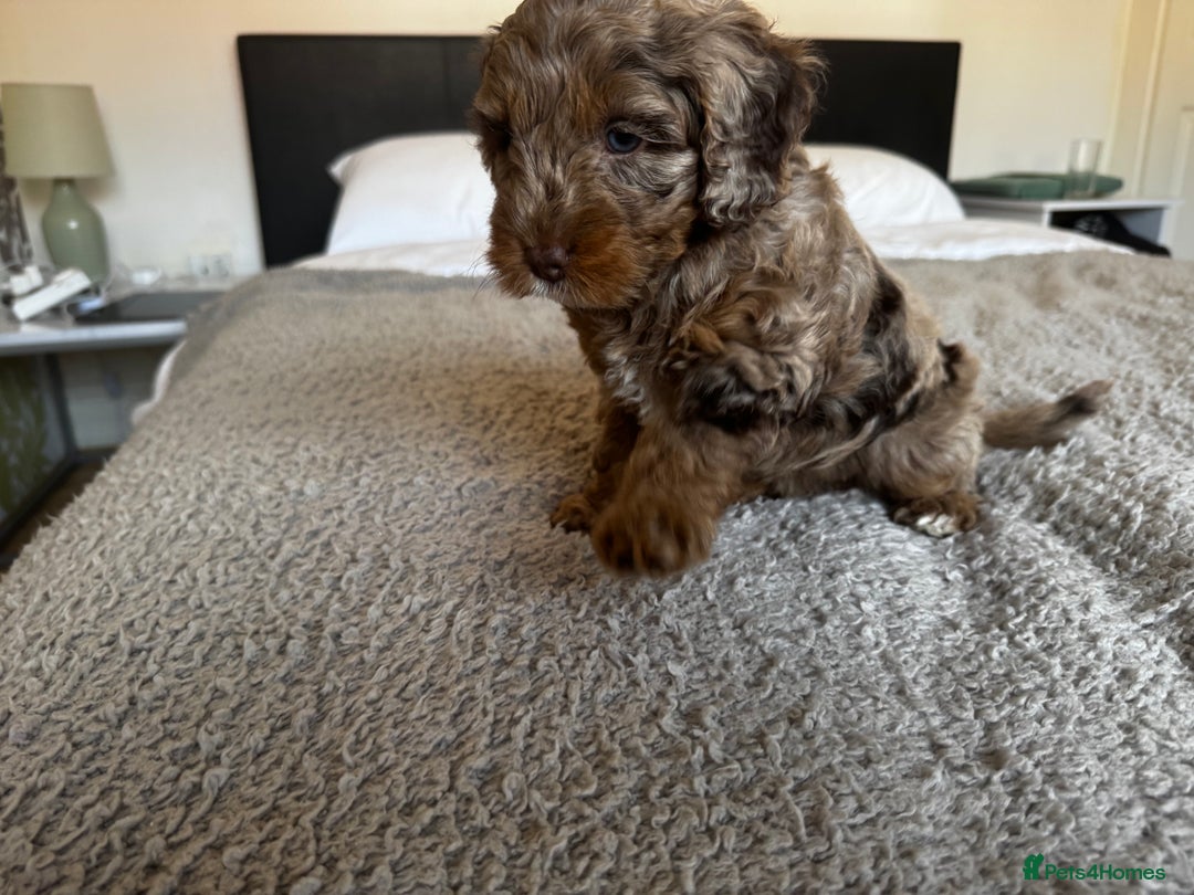 Cockapoo dogs for sale: Adorable F2 Cockapoo Puppies, Ready 12 Oct - Image 25