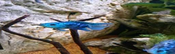 Cichlids fish for sale: plecos, electric blu Dempsey, emp snakehead,Oscars - Advert 17