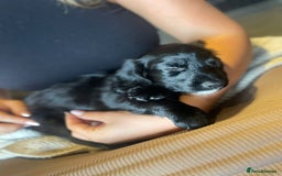 Cockapoo dogs for sale: READY NOW..!  cockapoos *1 girl 2boys* - Image 4