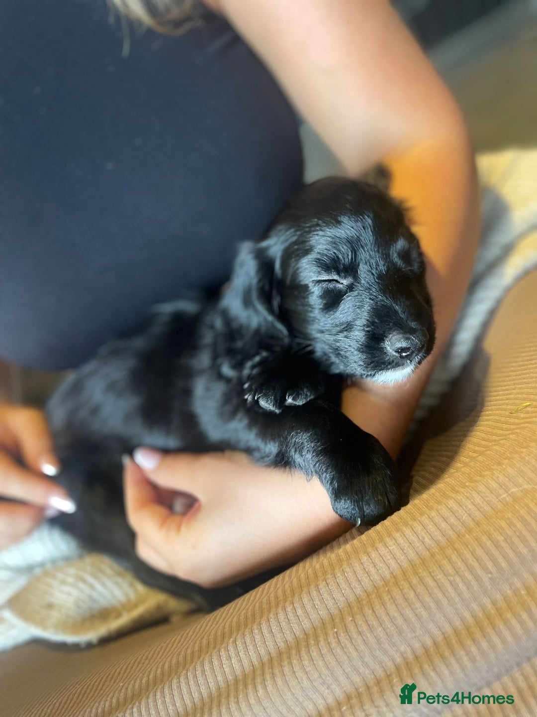 Cockapoo dogs for sale: READY NOW..!  cockapoos *1 girl 2boys* - Image 4
