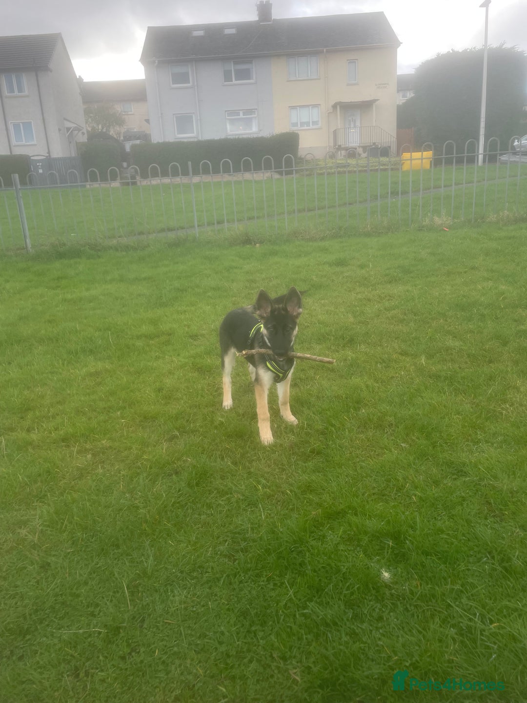 German Shepherd dogs for sale: german shepherd 4 months  - Advert 4