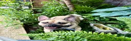 Frug dogs for sale: Milo the frug - Advert 2