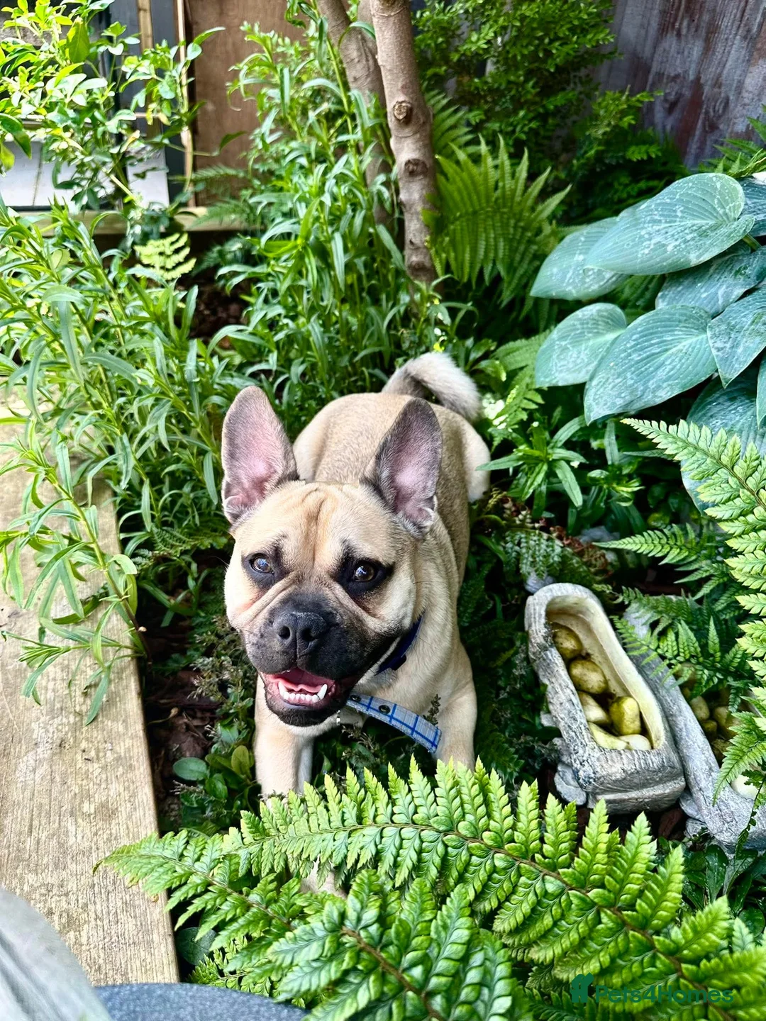 Frug dogs for sale: Milo the frug - Advert 2