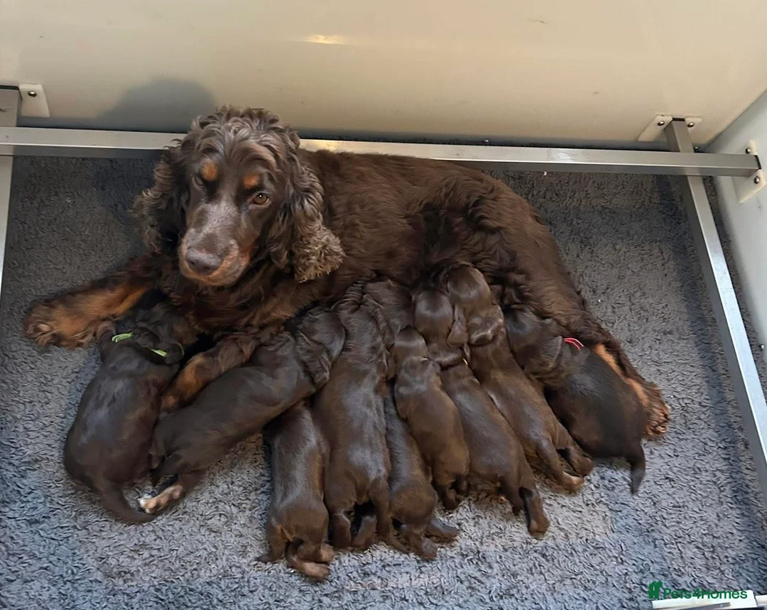 Cocker Spaniel dogs for sale:  KC Registered Show-Type Cocker Spaniel Puppies  - Advert 1