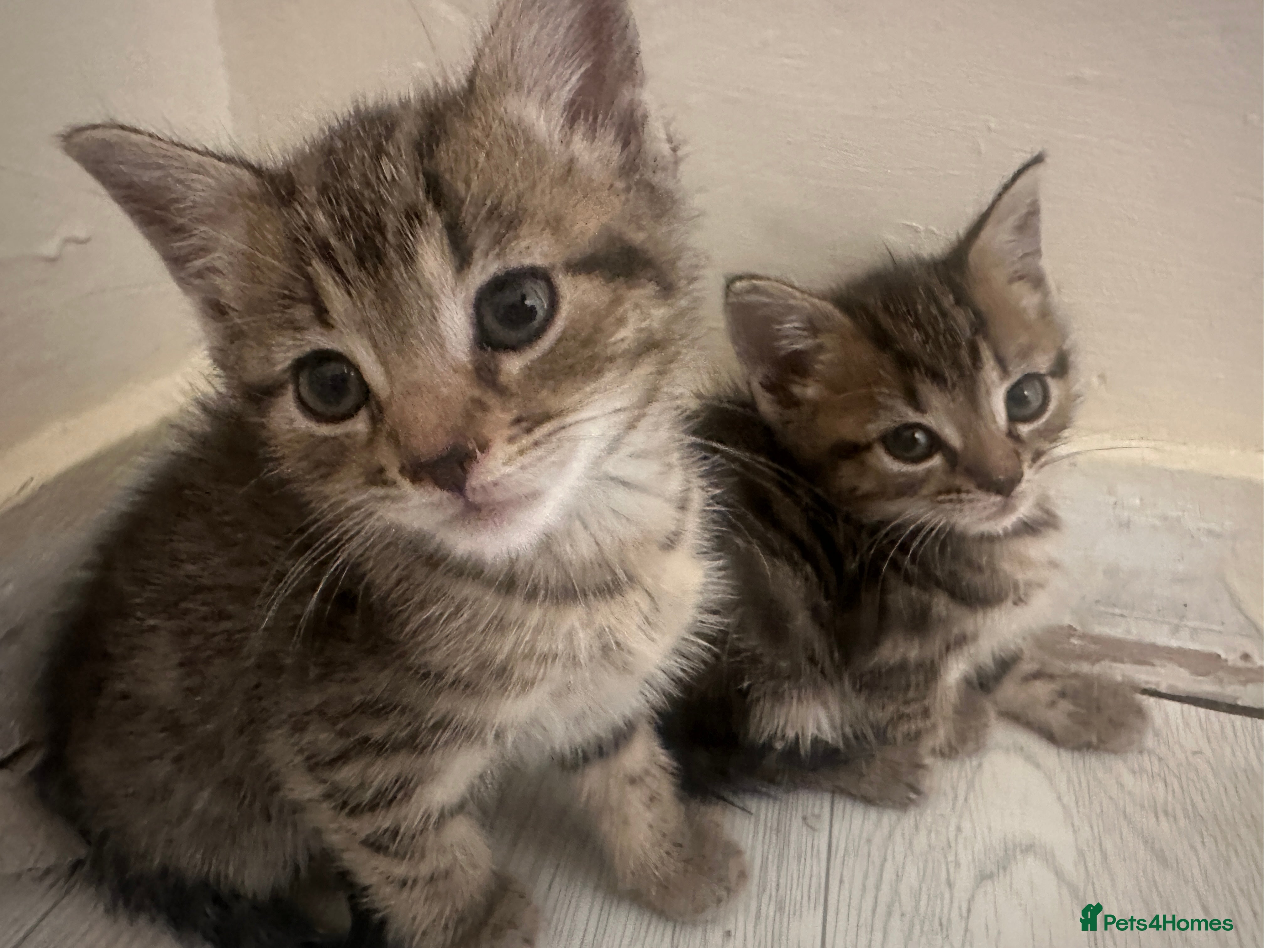 Bengal cats 2 Bengal mix kittens for sale  - Advert 7