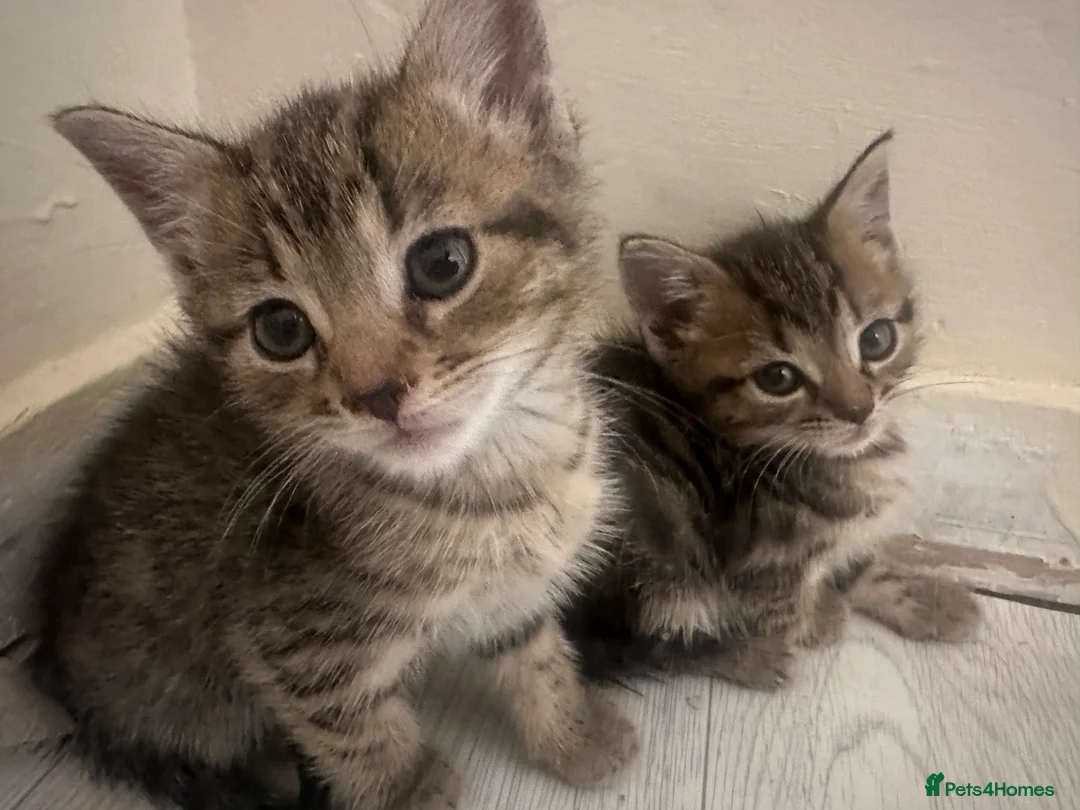 Bengal cats for sale: 2 Bengal mix kittens for sale  - Advert 1