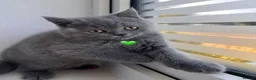 Scottish Fold cats for sale: Beautiful Scottish Fold and Scottish Straight 🐾 - Advert 16