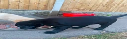 Labrador Retriever dogs for sale: FTCh Gunnerspeg Gambler × Greenbriar Tanzanite - Advert 8