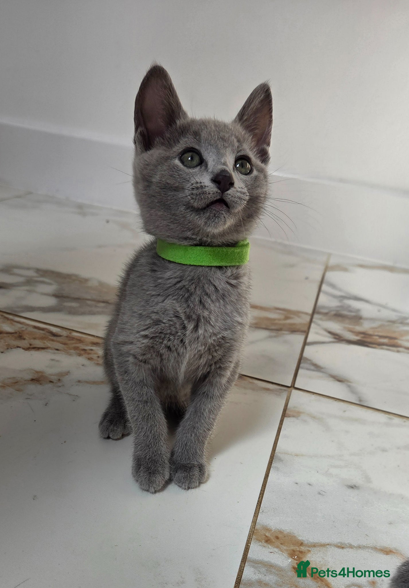 Russian Blue cats 💙  Russian Blue Kittens – Champion Line, TICA - Advert 14