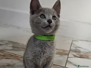 Russian Blue cats 💙 Russian Blue Kittens – Champion Line, TICA - Advert 14