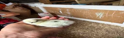 Chickens poultry for sale: 🐥🐣🥚USA Bearded silkies🐥Vorwerk🐥Brahmas🥚🐣🐥 - Advert 16