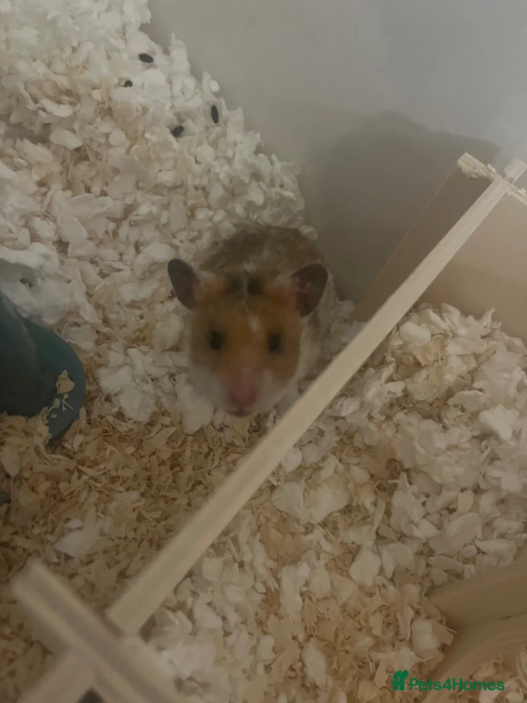 Hamster rodents for sale: Syrian Hamster - around 4 months old in Didcot - Advert 2