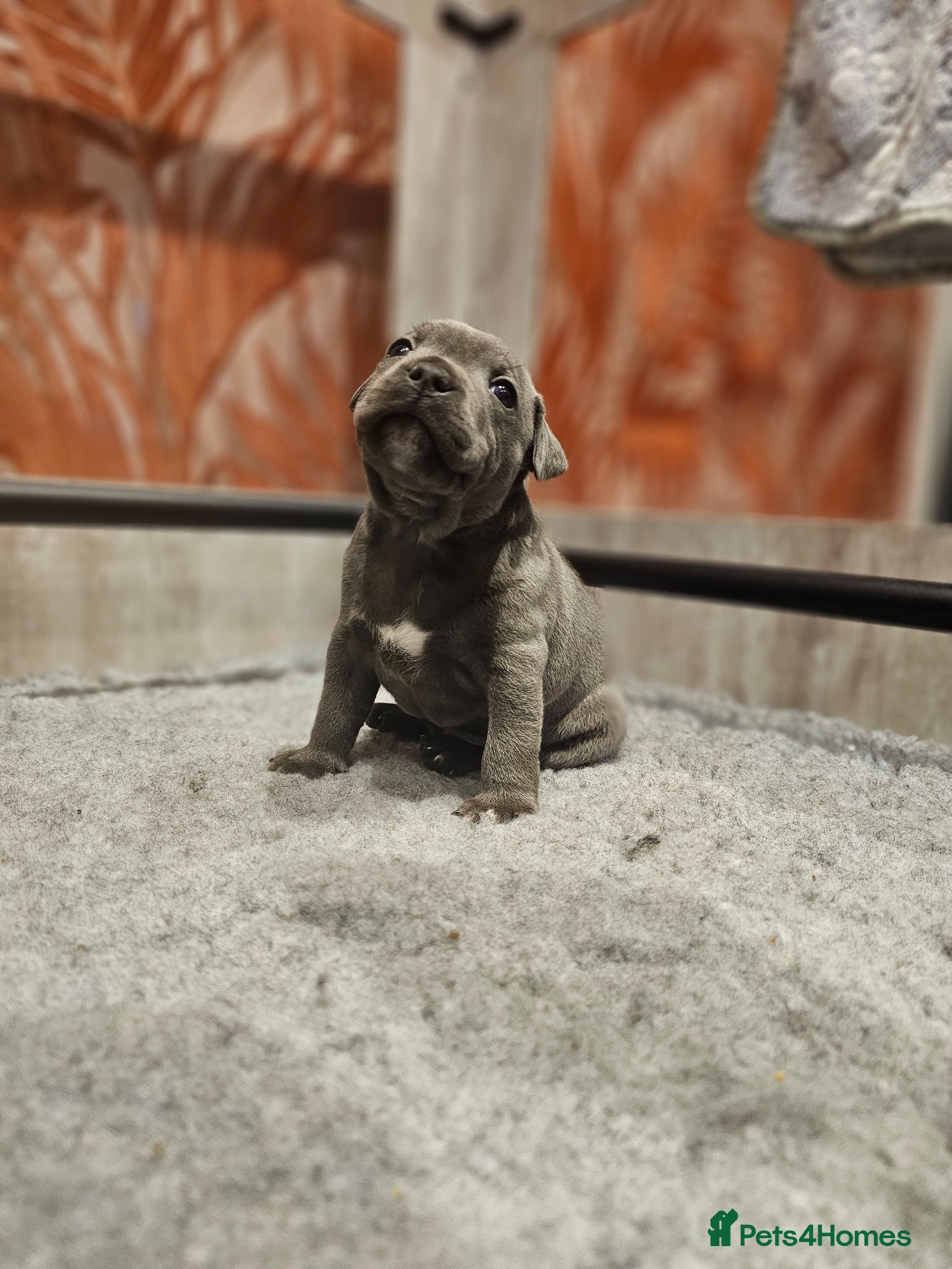 Staffordshire Bull Terrier dogs 💙Blue Staff Pups, KC Reg, 1 boy & 1 girl left💙🐾 - Advert 1